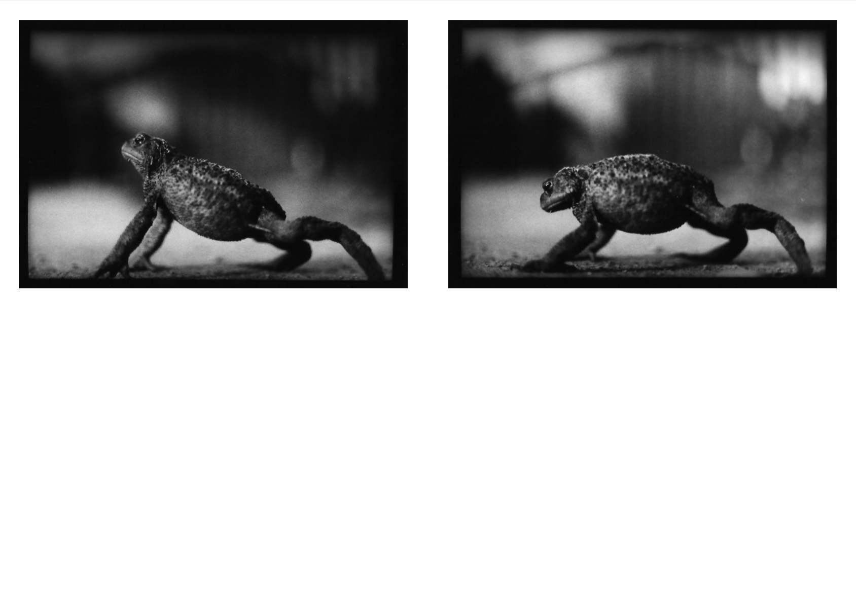 Emergence (limited edition of 250) - Image 2